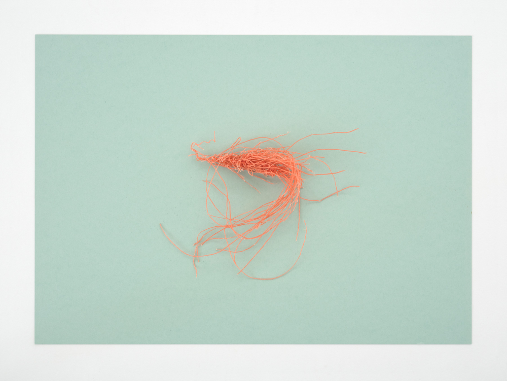 Find, No.76 [Shrimp], 2020