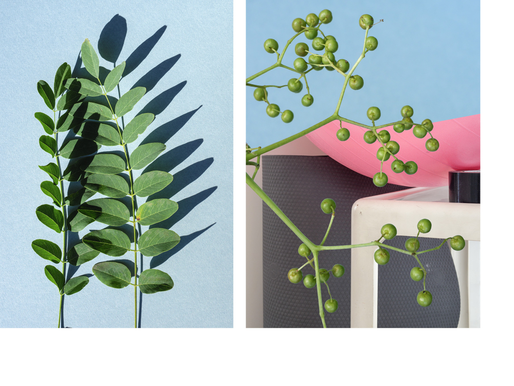 Robinia pseudoacacia + Storage