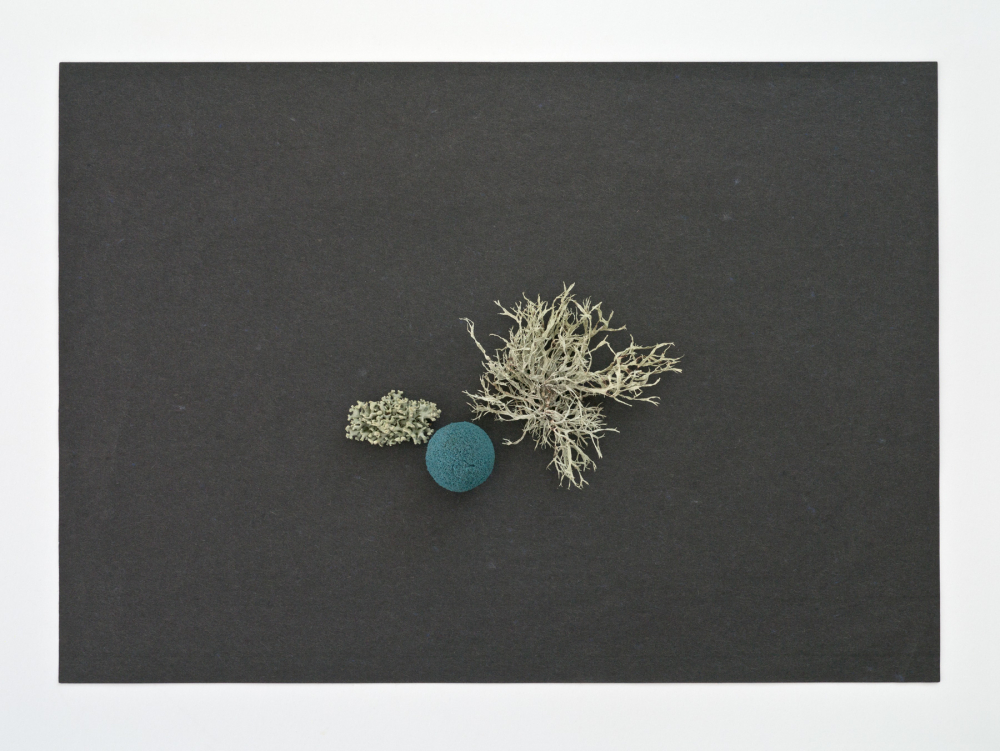 Find, No.30 [Ramalina farinacea, Hypogymnia tubulosa, Sponge ball], 2017